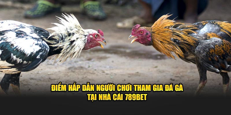 Điểm hấp dẫn người chơi tham gia đá gà tại nhà cái 789BET