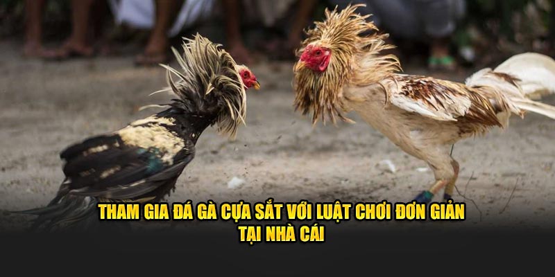 Tham gia đá gà cựa sắt với luật chơi đơn giản tại nhà cái