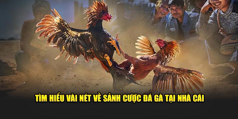 Tìm hiểu vài nét về sảnh cược đá gà tại nhà cái